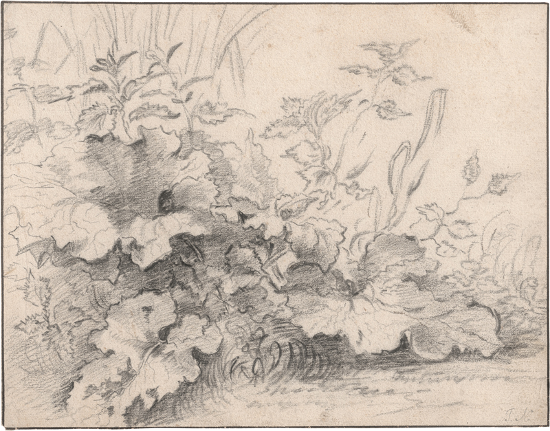 Lot 6530, Auction 126, Berchem, Nicolaes - zugeschrieben, Terrainstudie mit großen Blattpflanzen